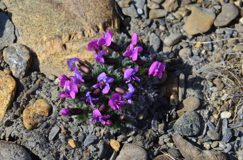 Oxytropis gorodkovii photo 8