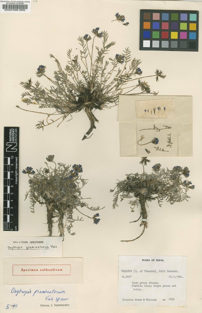 Oxytropis graminetorum