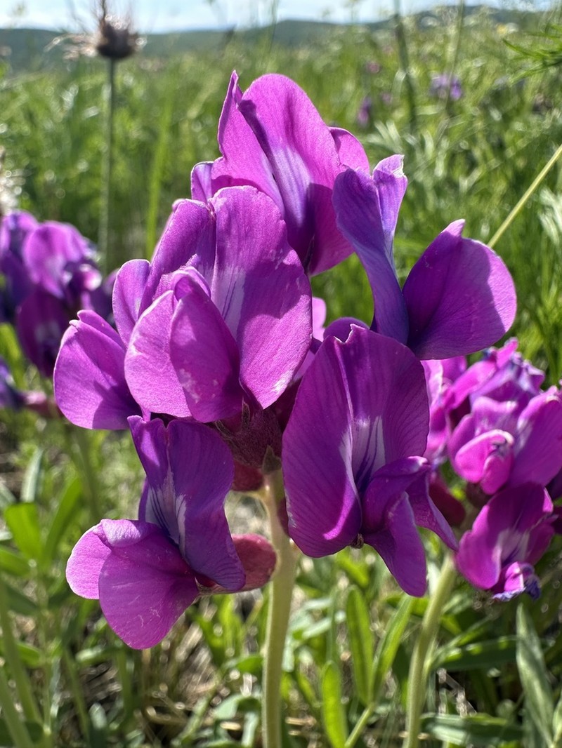 Oxytropis grandiflora