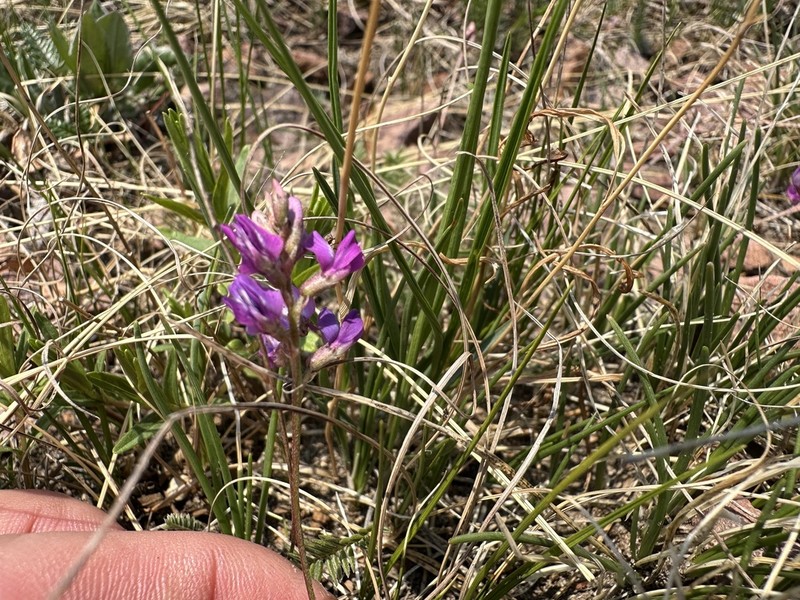 Oxytropis grandiflora photo 2