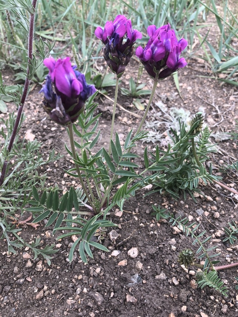 Oxytropis grandiflora photo 3