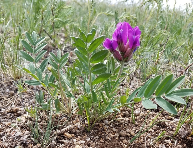 Oxytropis grandiflora photo 4