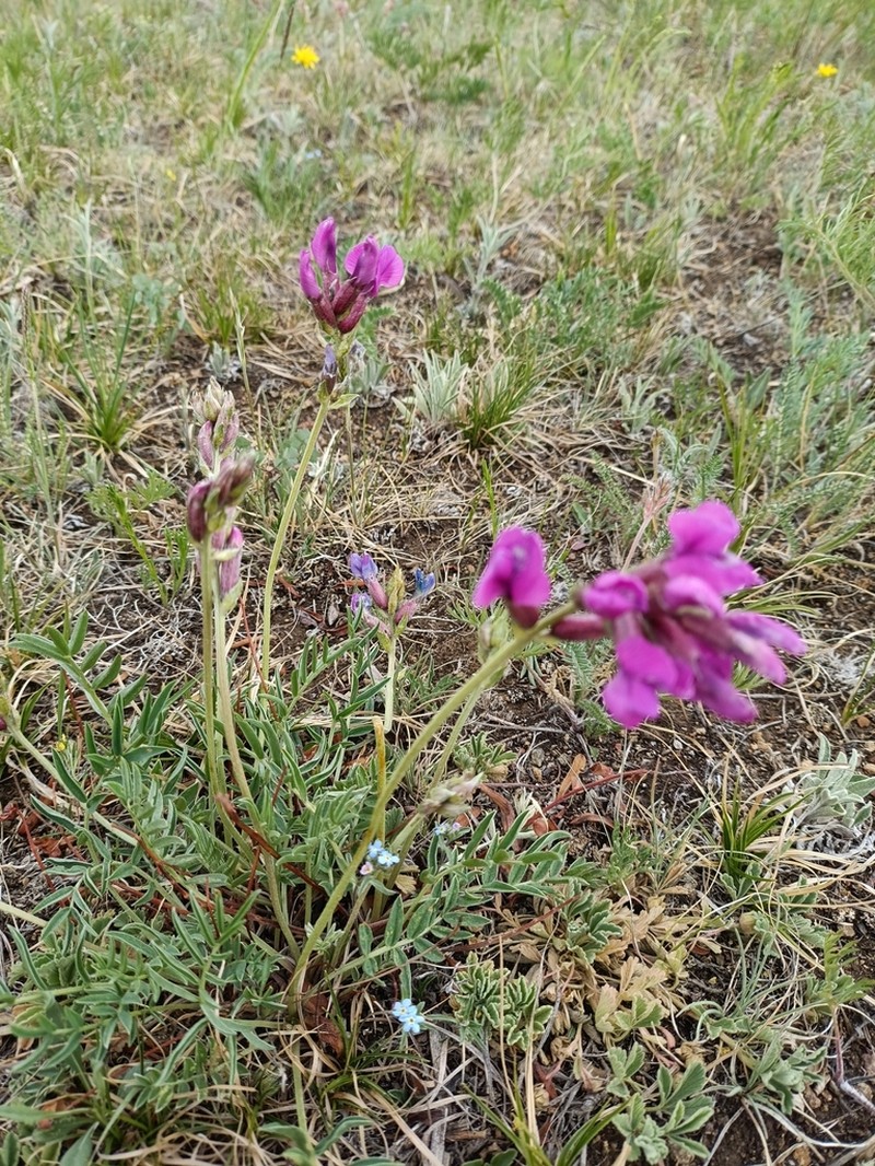 Oxytropis grandiflora photo 5