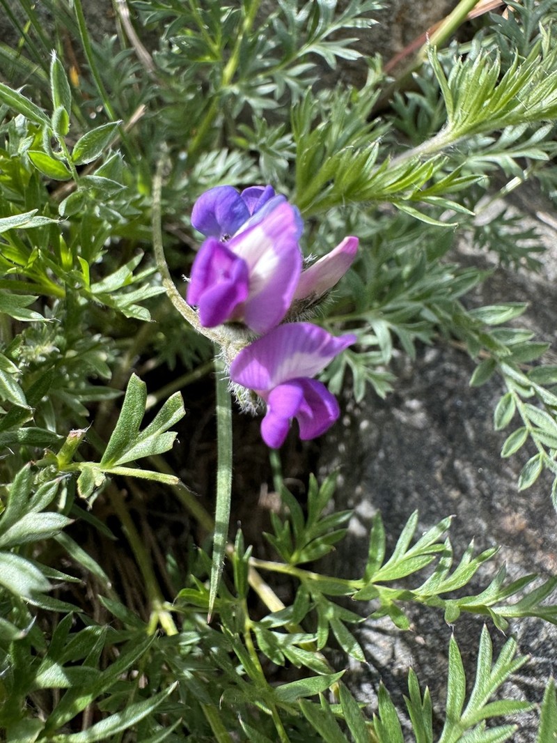 Oxytropis grandiflora photo 6