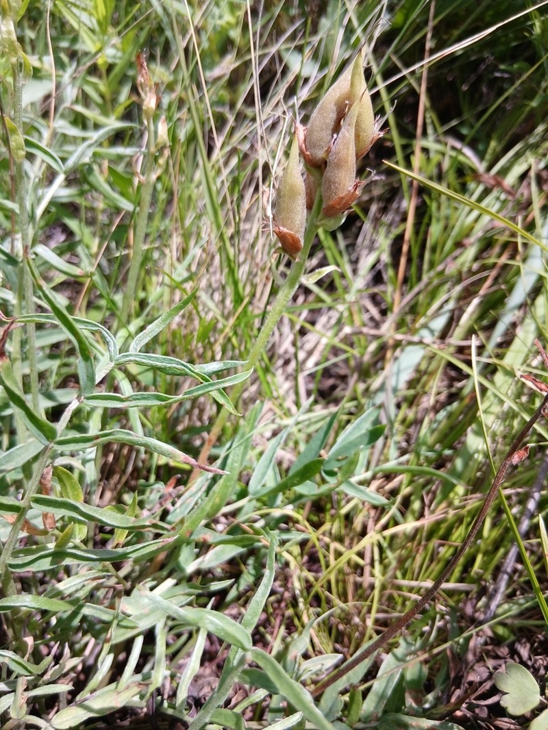 Oxytropis grandiflora photo 7