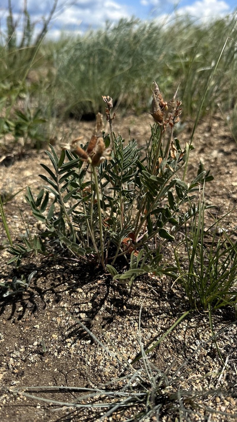 Oxytropis grandiflora photo 8