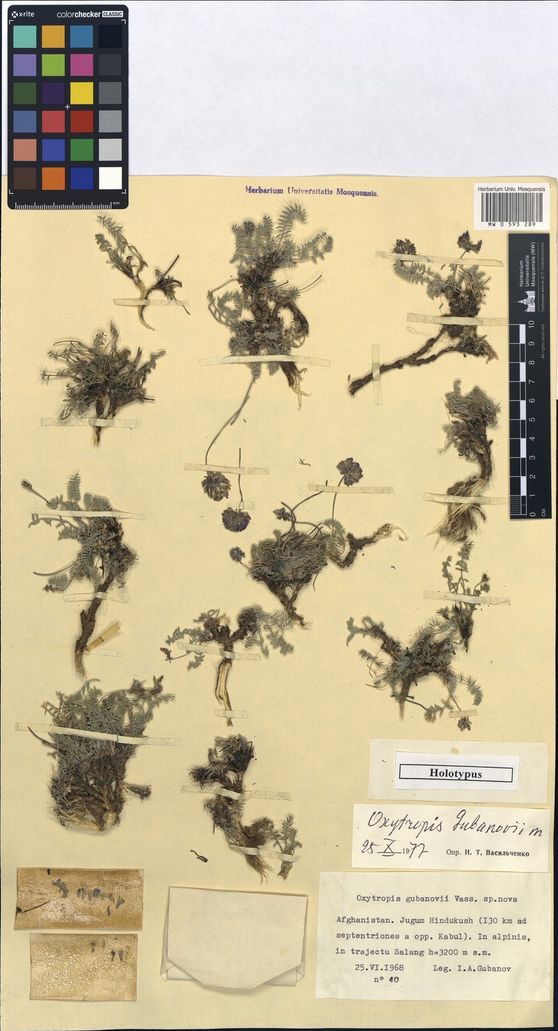 Oxytropis gubanovii