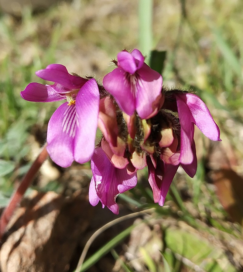 Oxytropis gymnogyne