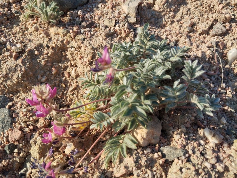 Oxytropis gymnogyne photo 2
