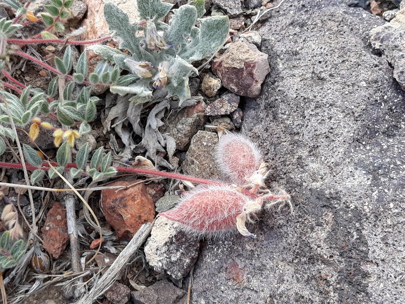 Oxytropis gymnogyne photo 3