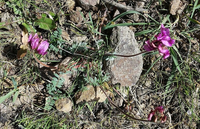 Oxytropis gymnogyne photo 4