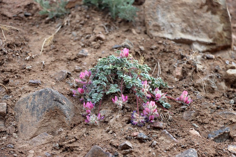 Oxytropis gymnogyne photo 5