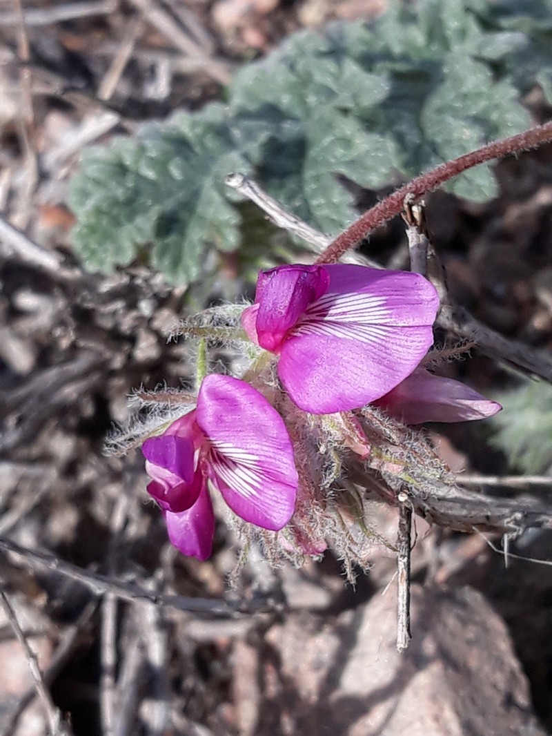 Oxytropis gymnogyne photo 6