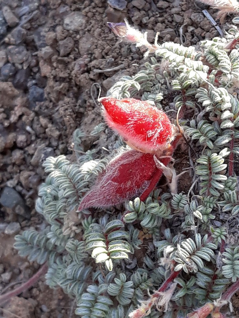 Oxytropis gymnogyne photo 7