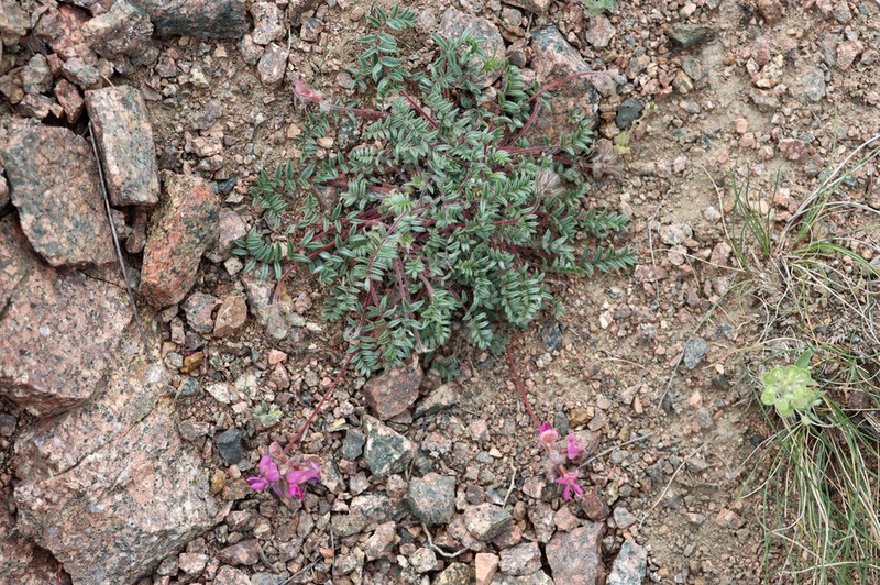 Oxytropis gymnogyne photo 8