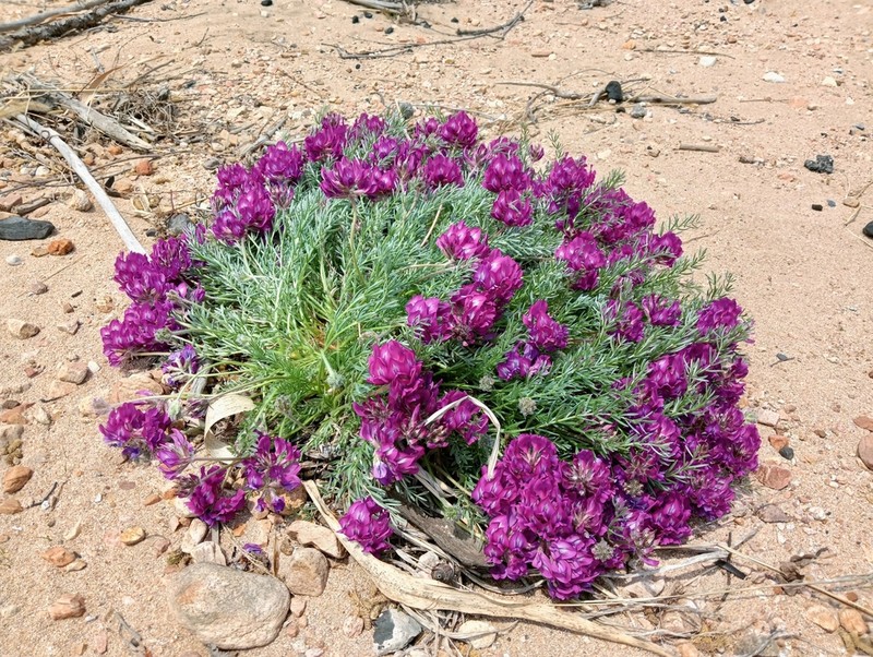 Oxytropis hailarensis