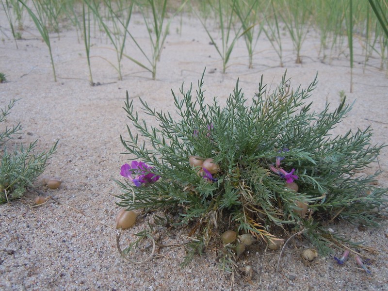 Oxytropis hailarensis photo 2