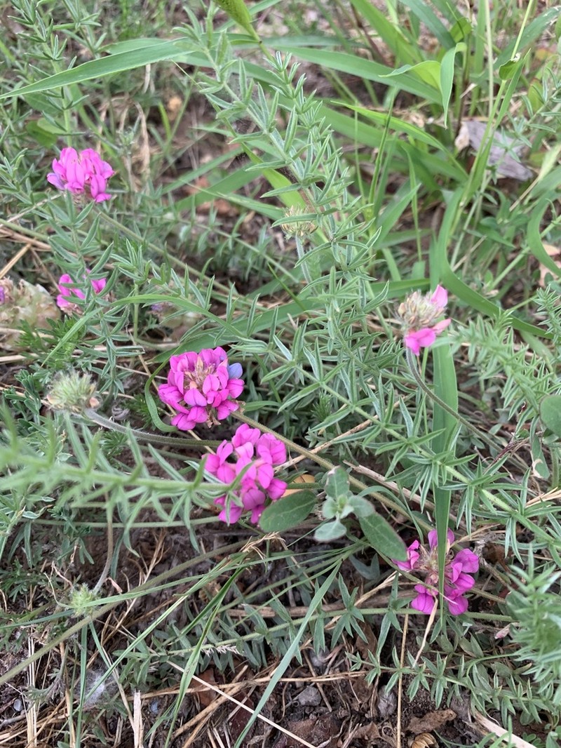 Oxytropis hailarensis photo 3