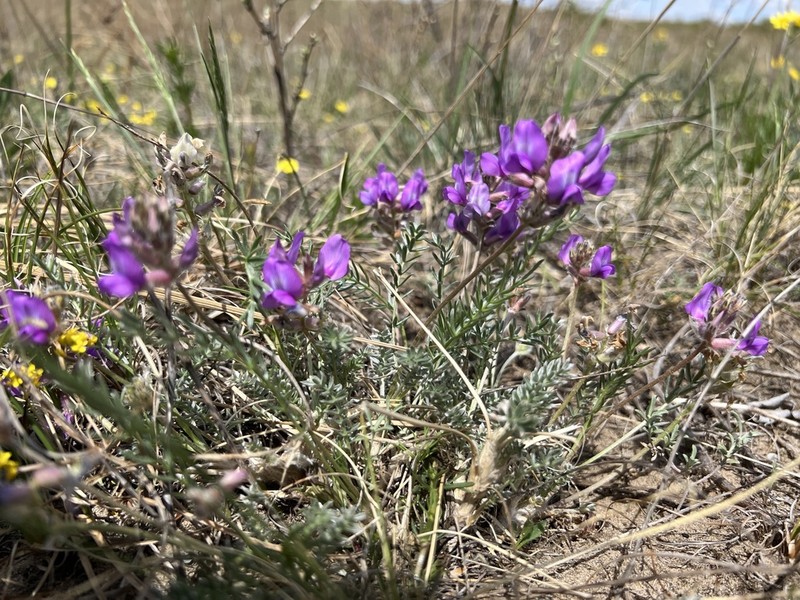 Oxytropis hailarensis photo 4