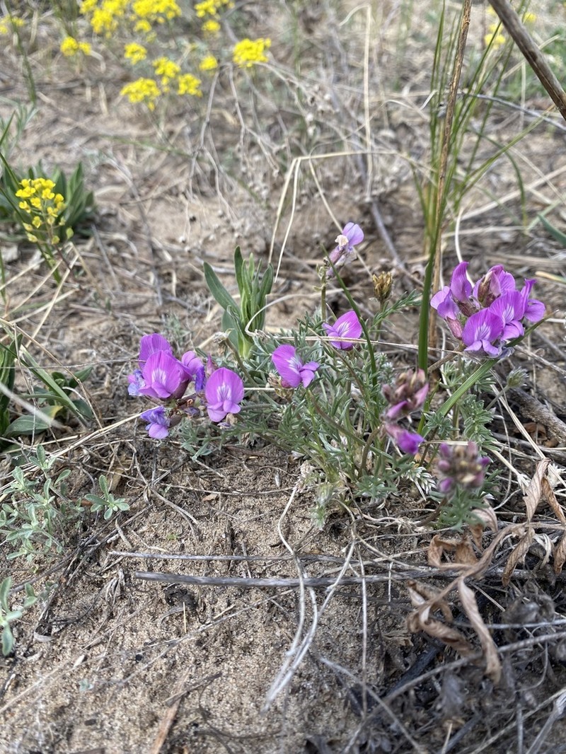 Oxytropis hailarensis photo 5
