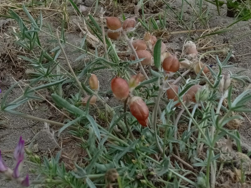 Oxytropis hailarensis photo 6