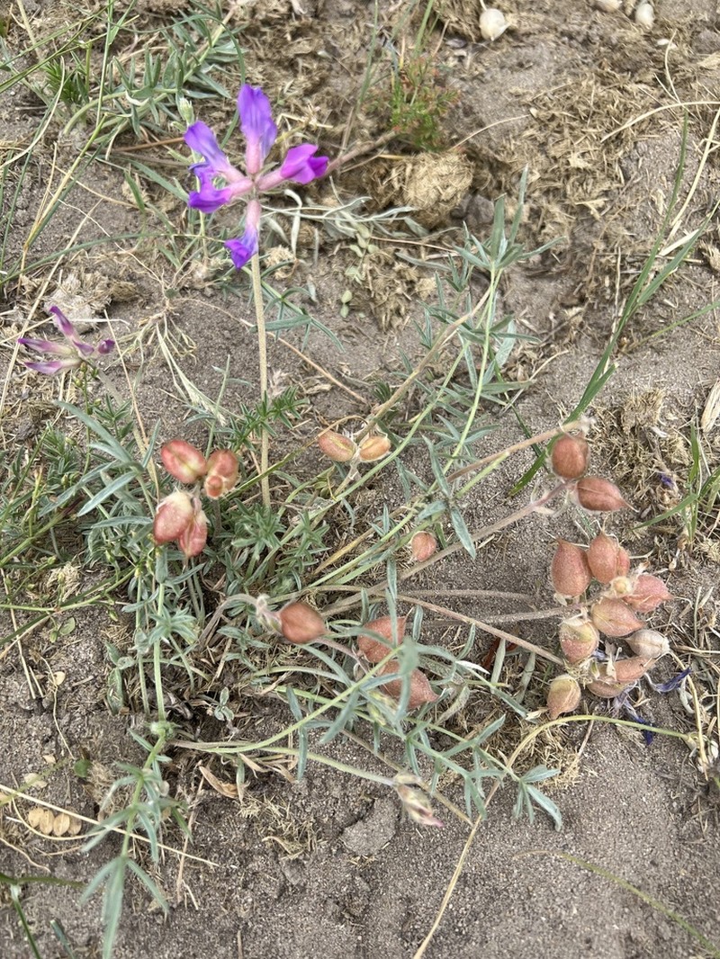 Oxytropis hailarensis photo 7