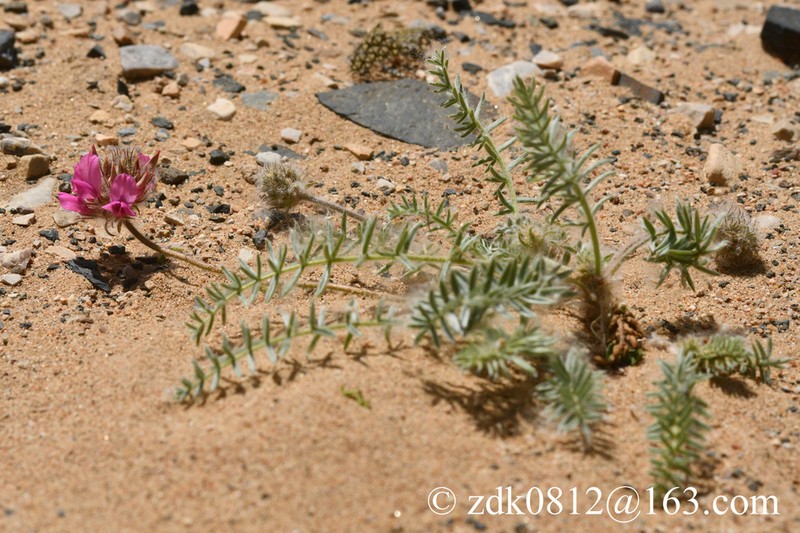 Oxytropis hailarensis photo 8