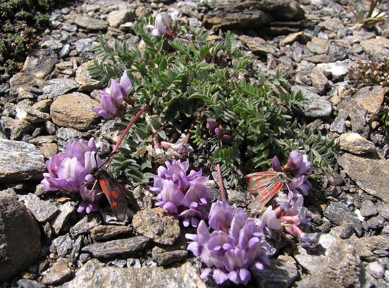 Oxytropis helvetica