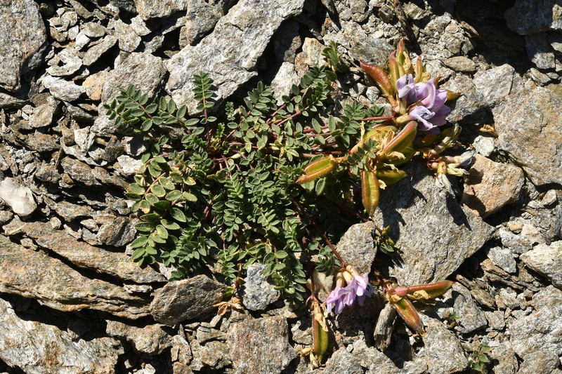 Oxytropis helvetica photo 2
