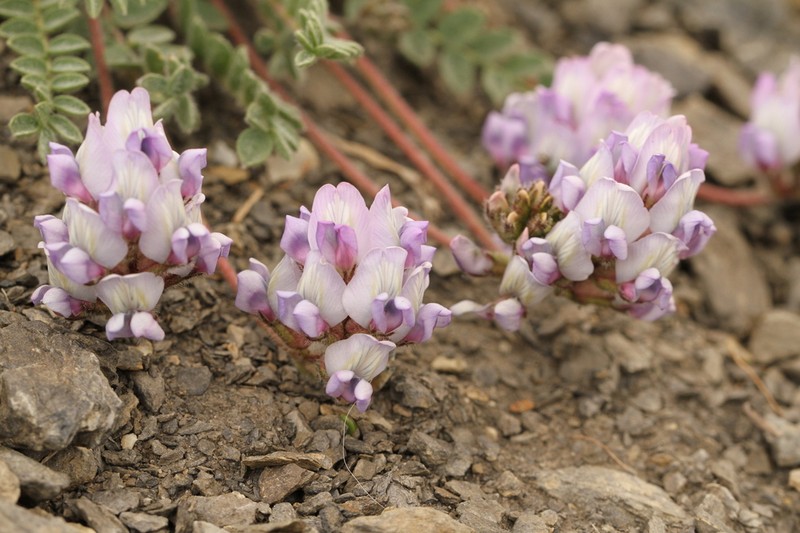 Oxytropis helvetica photo 3
