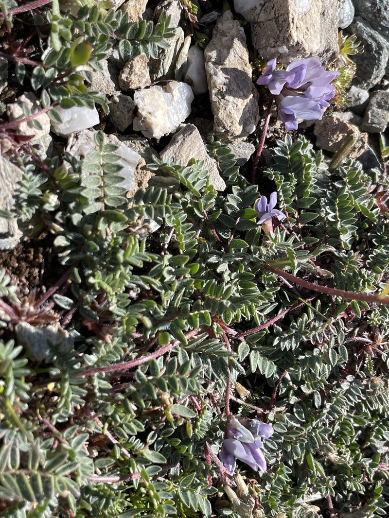 Oxytropis helvetica photo 4
