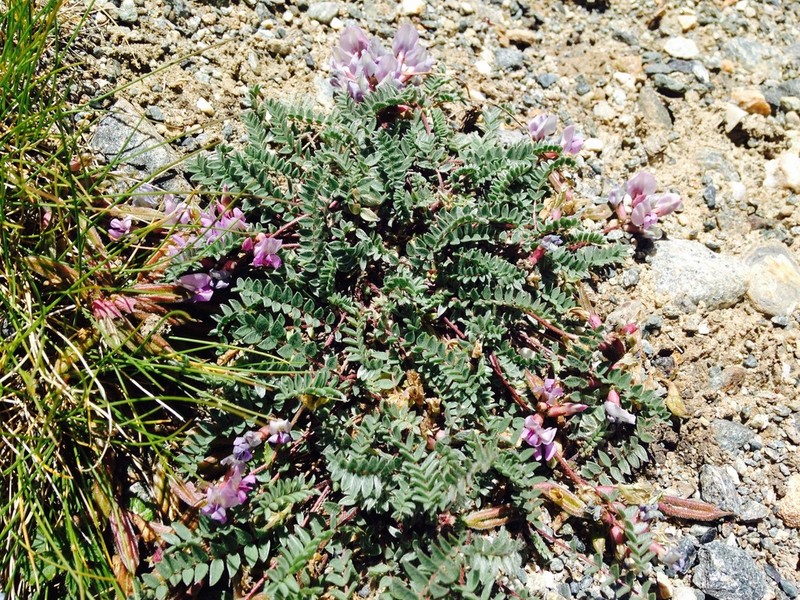 Oxytropis helvetica photo 5