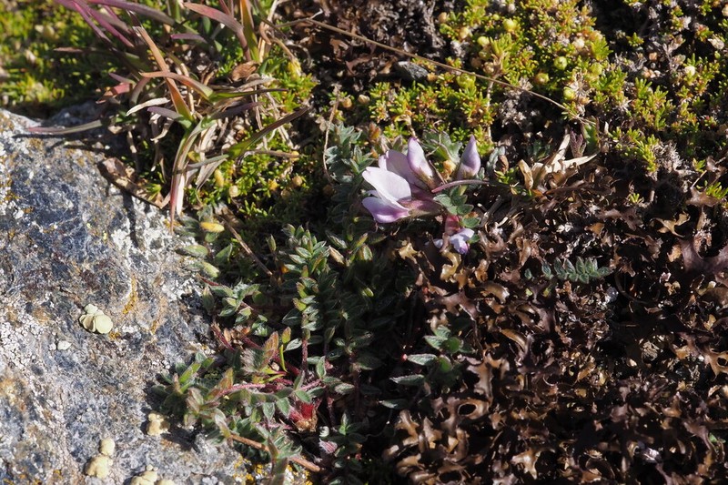 Oxytropis helvetica photo 6
