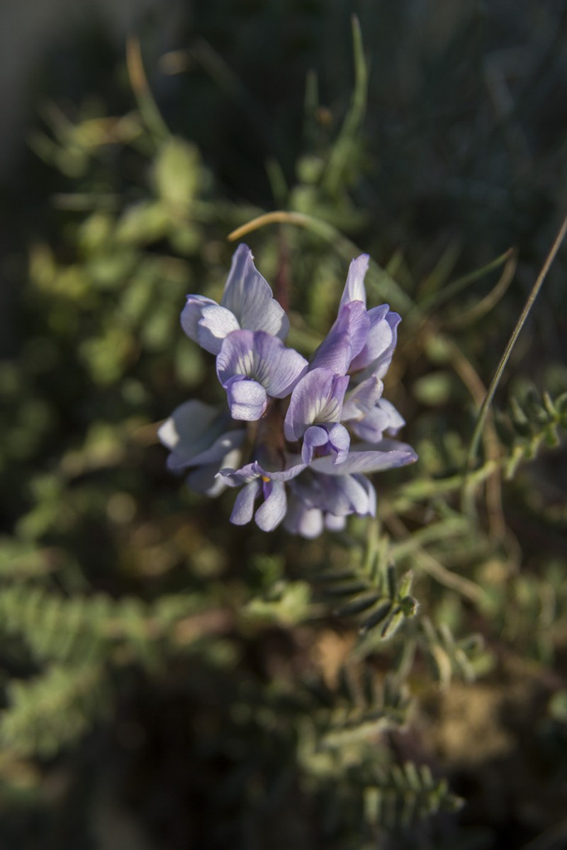 Oxytropis helvetica photo 7