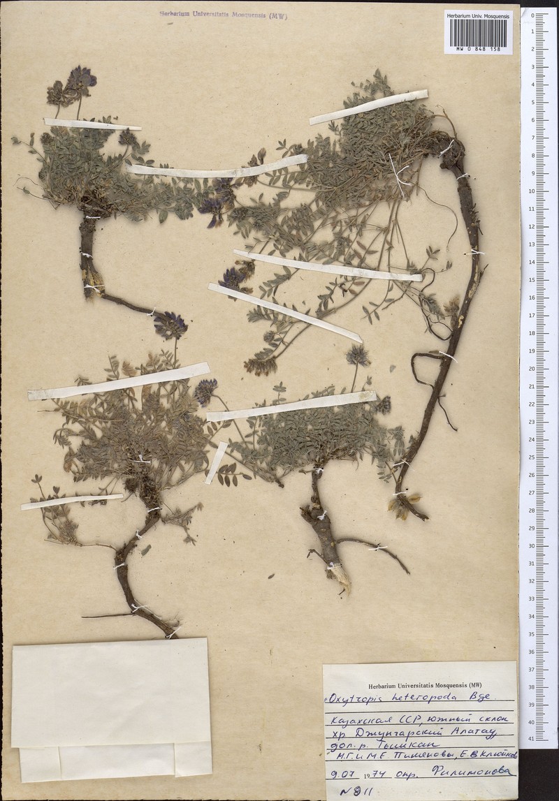 Oxytropis heteropoda