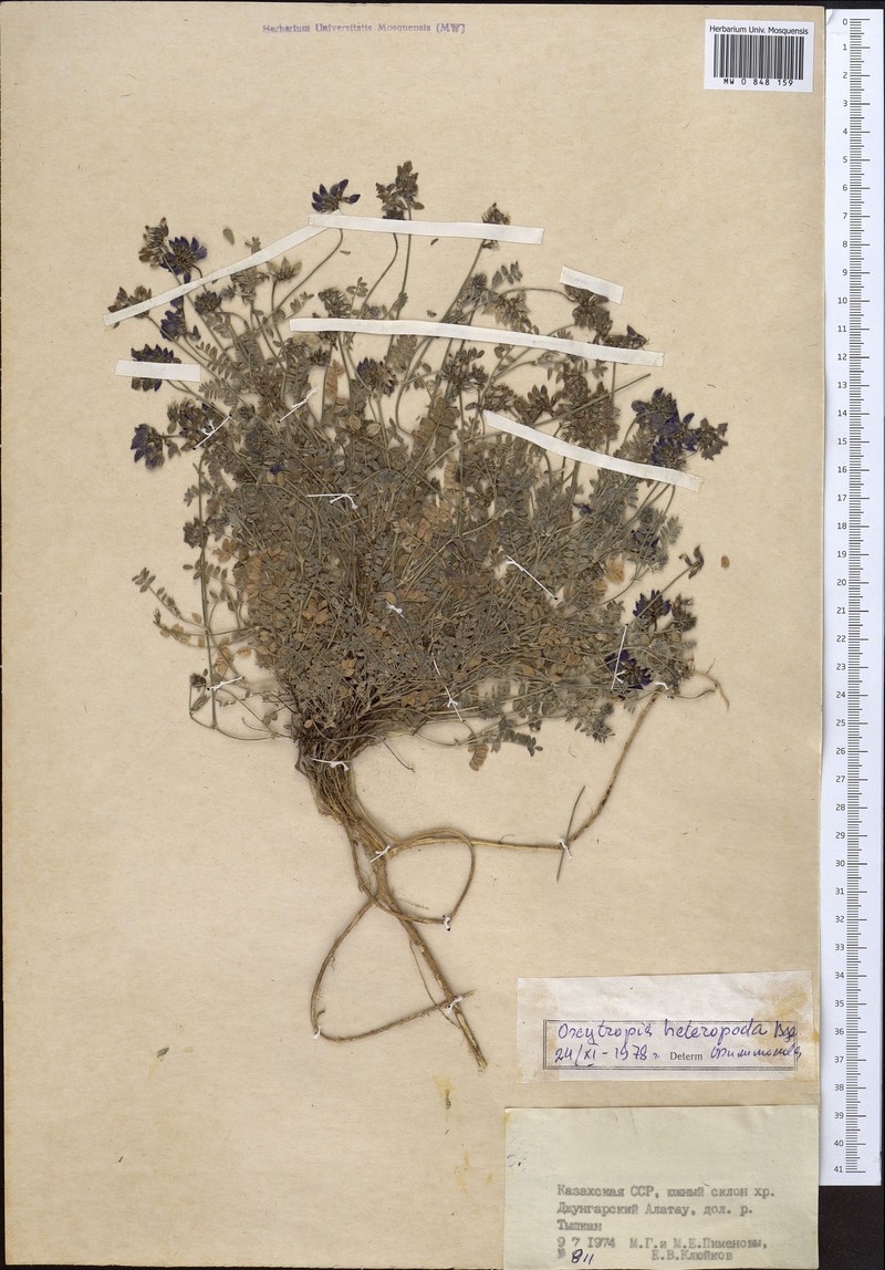 Oxytropis heteropoda photo 2
