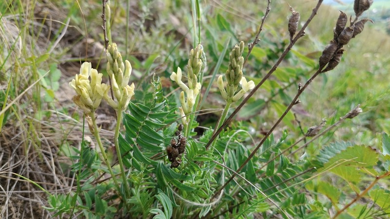 Oxytropis hippolyti