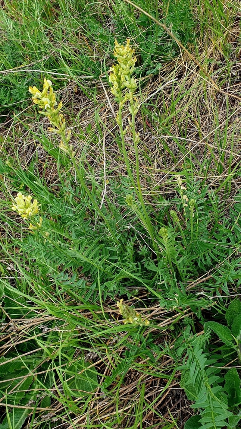 Oxytropis hippolyti photo 2