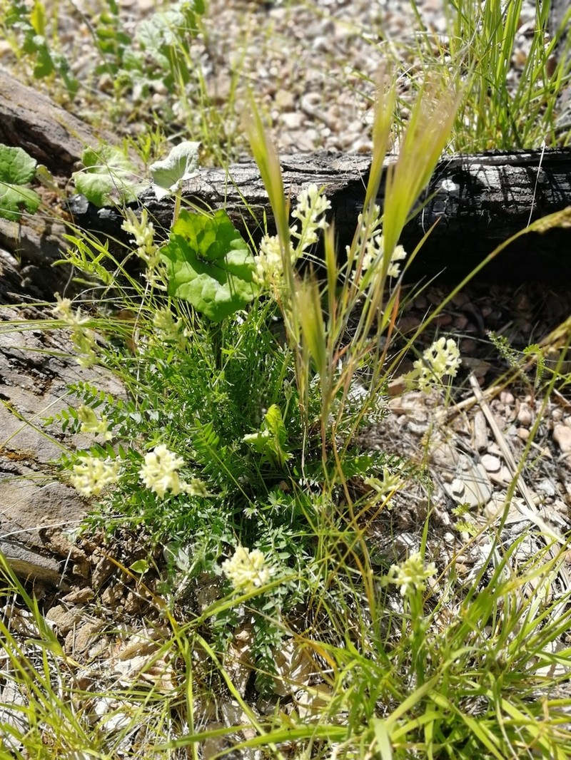 Oxytropis hippolyti photo 3