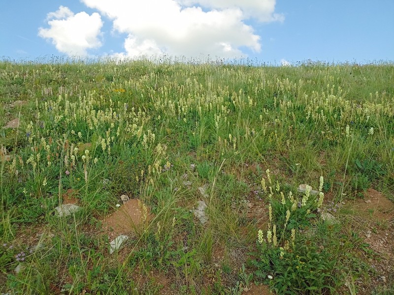 Oxytropis hippolyti photo 4