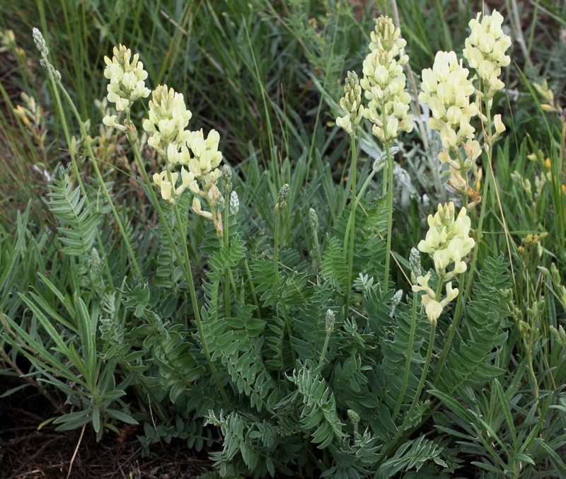 Oxytropis hippolyti photo 5