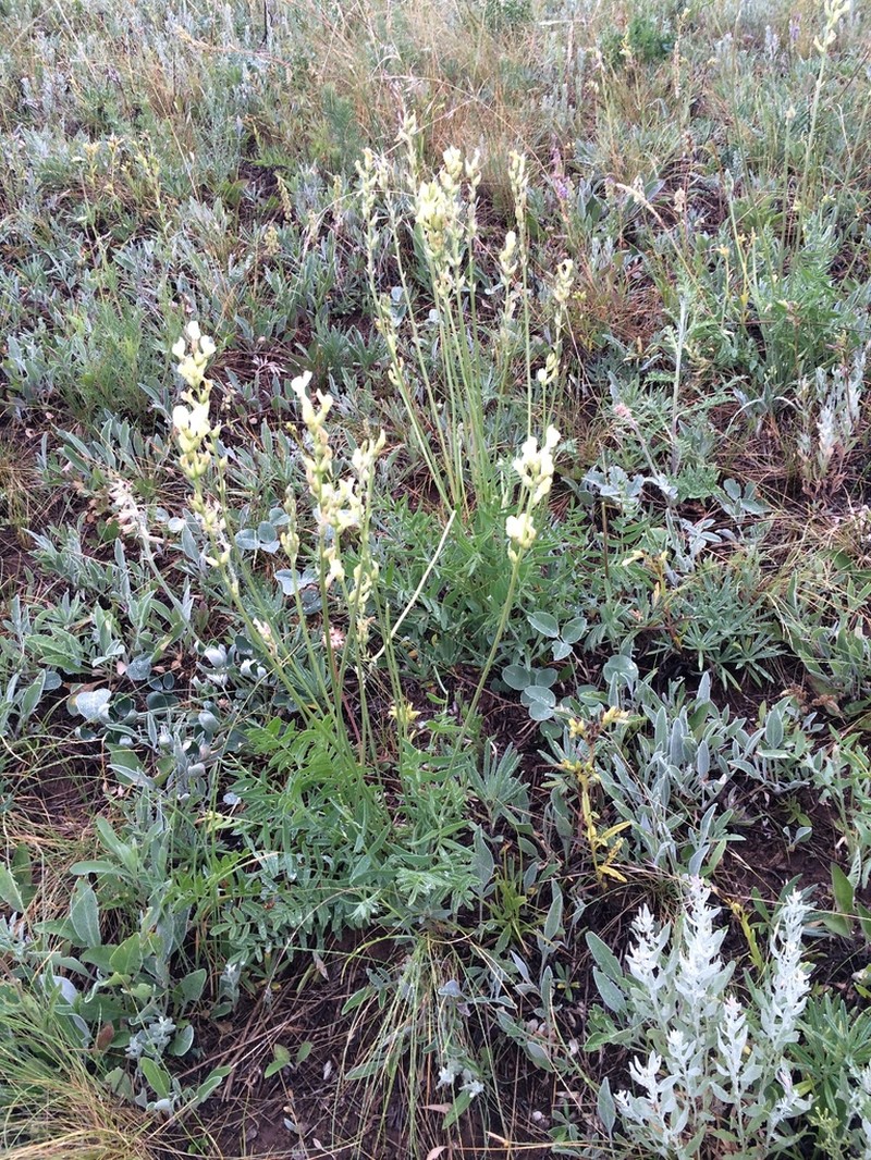 Oxytropis hippolyti photo 6