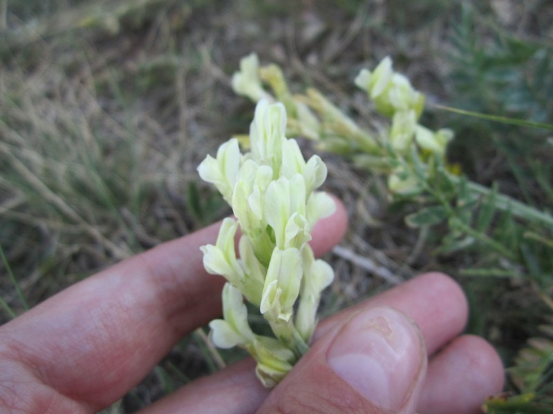 Oxytropis hippolyti photo 7