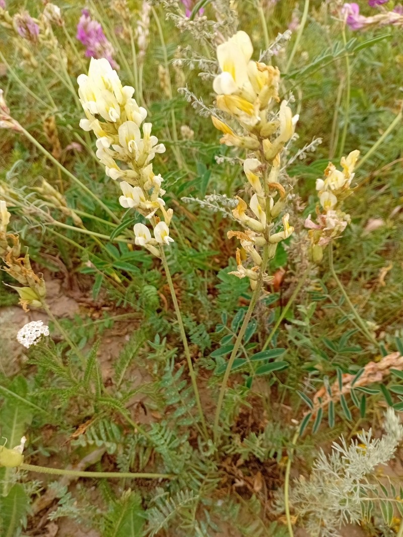 Oxytropis hippolyti photo 8