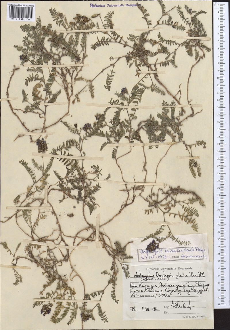 Oxytropis hirsutiuscula