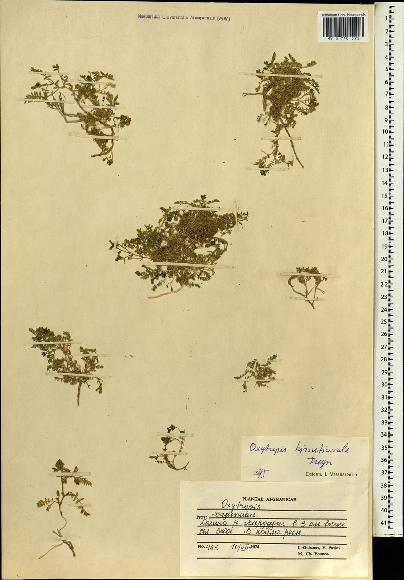 Oxytropis hirsutiuscula photo 2