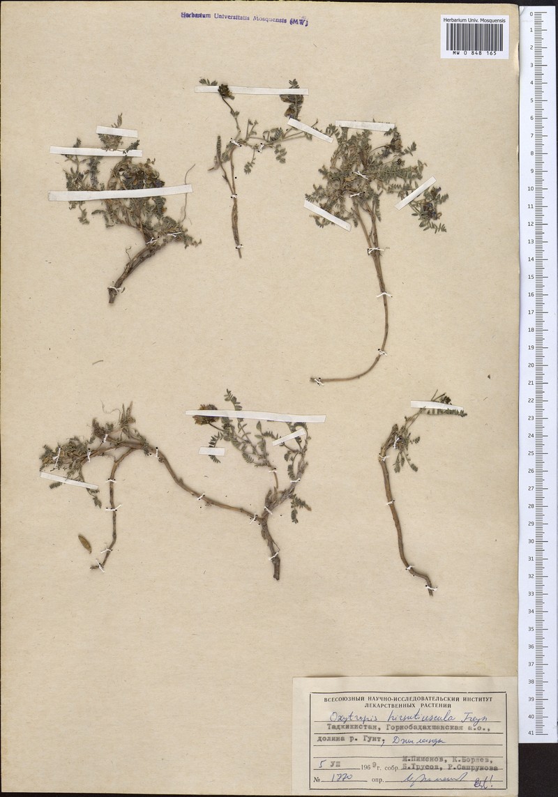 Oxytropis hirsutiuscula photo 3