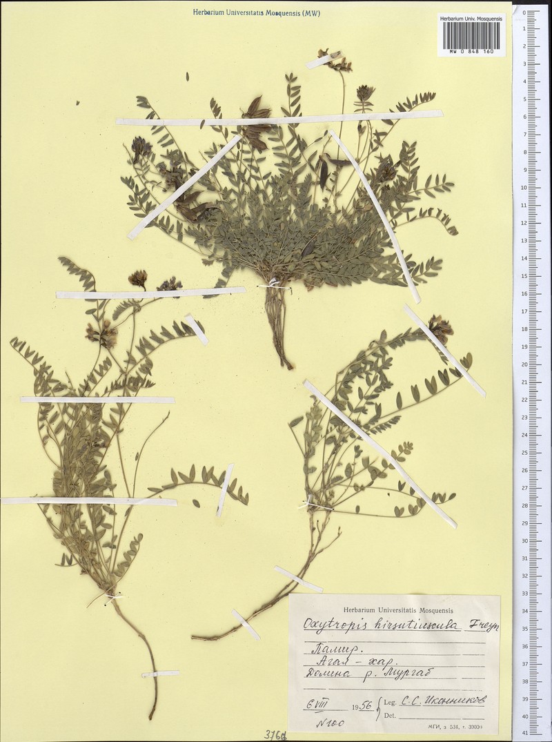 Oxytropis hirsutiuscula photo 4