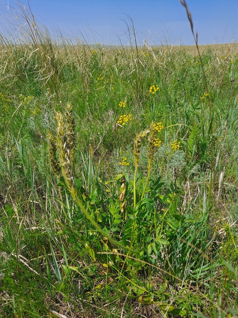 Oxytropis hirta
