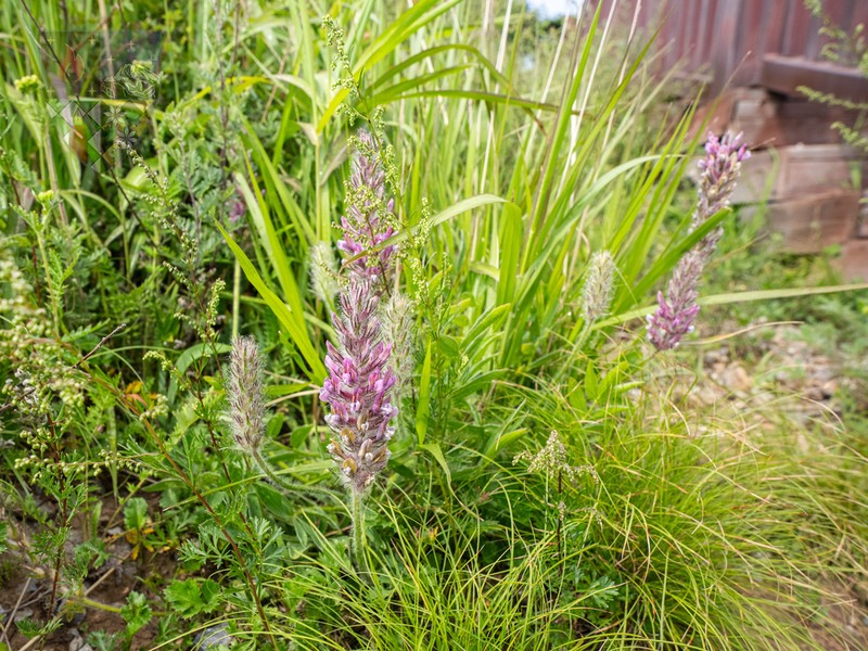 Oxytropis hirta photo 2
